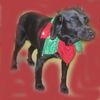 Hokie: ADOPTED