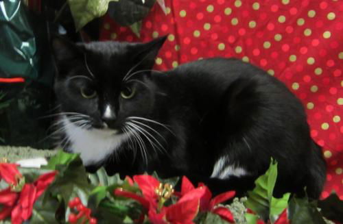 Sir Tux: ADOPTED
