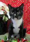 Sir Tux: ADOPTED