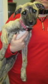 Sandy: Adopted