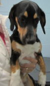 Skye: ADOPTED