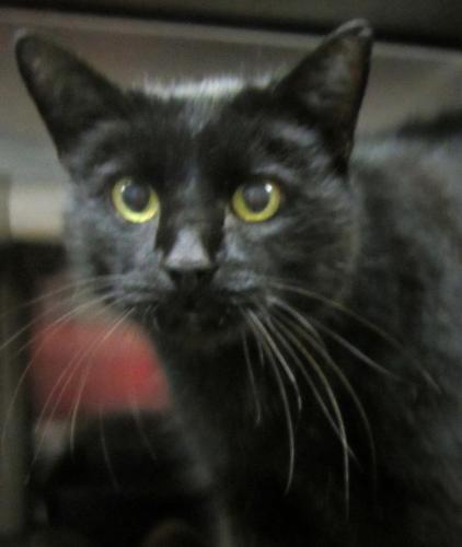 Sir Maxwell: Adopted