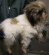 LuLu: adopted