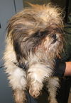 LuLu: adopted