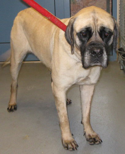 Lucy: Adopted