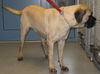 Lucy: Adopted