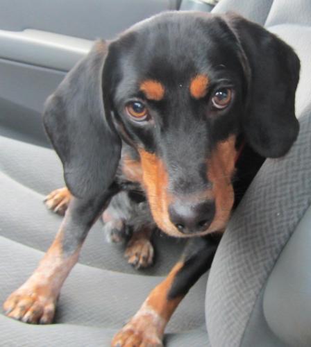 Dexter: adopted