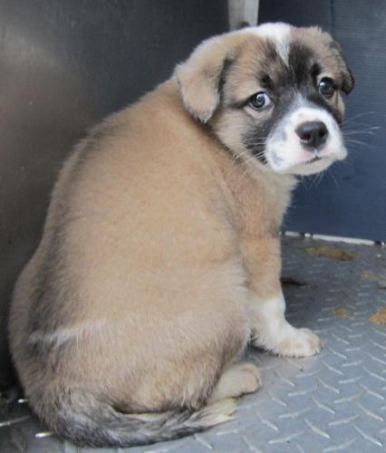 Four Fat Rottie mix puppies: Transferred