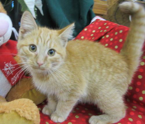 Marigold Kitten: Playful baby (Off site)