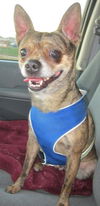 Hector: Adopted