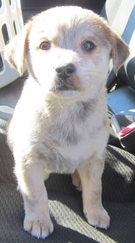 Timbre: adopted
