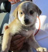 Timbre: adopted