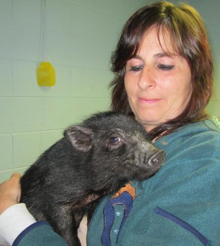 Daisy Pig: Adopted