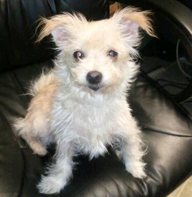 Princess Yorkie mix:transferred