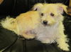 Princess Yorkie mix:transferred