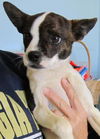 Weezer: adopted