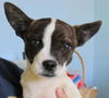 Weezer: adopted