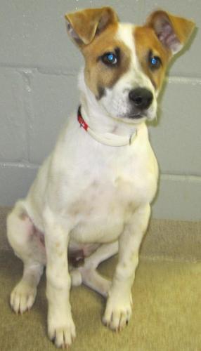 Nicky: Adopted