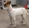 Nicky: Adopted