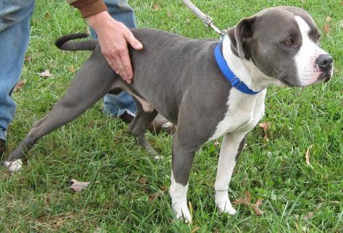 Shadow (aka DJ): Reclaimed by his owner