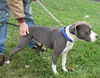 Shadow (aka DJ): Reclaimed by his owner