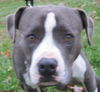 Shadow (aka DJ): Reclaimed by his owner
