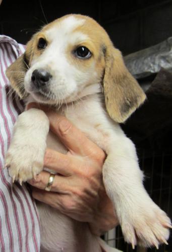 Hokie Pup Trixie : Adopted