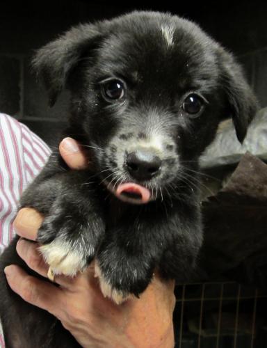 Hokie Puppies: Adopted