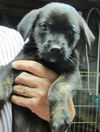 Hokie Puppies: Adopted