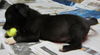 Hokie Puppies: Adopted