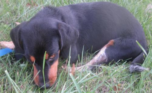Dexter: Adopted