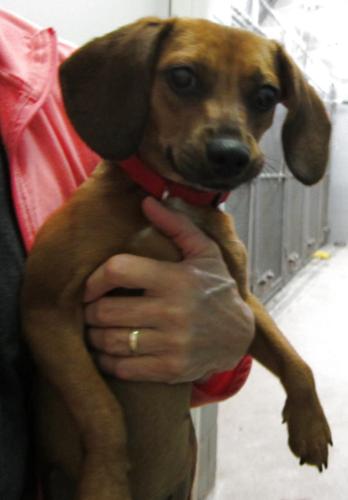 Princess Portia: Puggle: Adopted