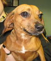 Princess Portia: Puggle: Adopted