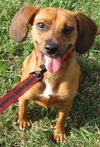 Princess Portia: Puggle: Adopted
