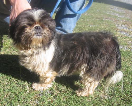 Mandy: Adopted