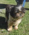 Mandy: Adopted