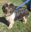 Mandy: Adopted