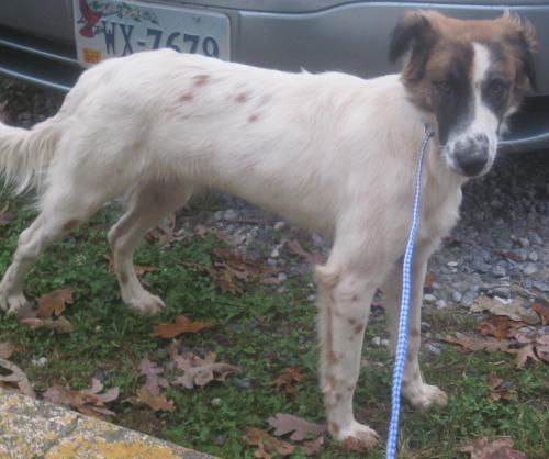 Sidney ADOPTED