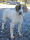 Sidney ADOPTED