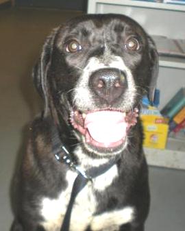 June: Adopted