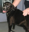 June: Adopted