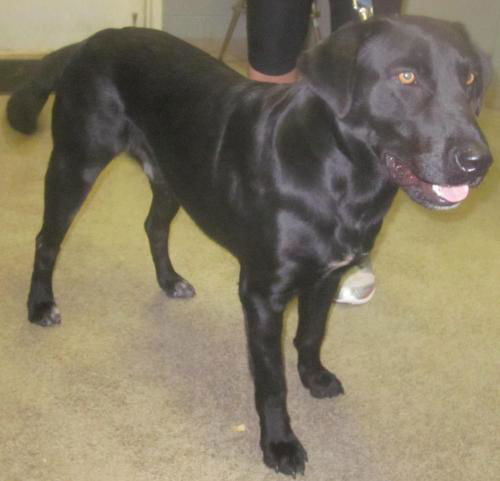Sam: Reclaimed by owner