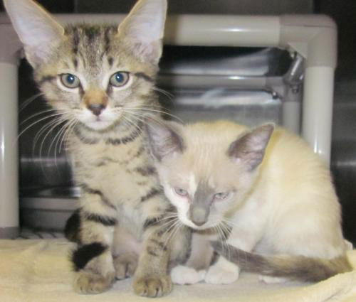 SIAMESE MIX KIT