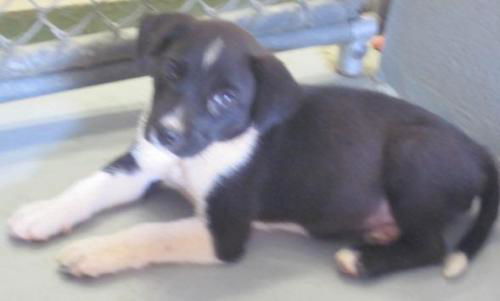 Pixie: Tranferrred to Harmony Rescue