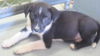Pixie: Tranferrred to Harmony Rescue