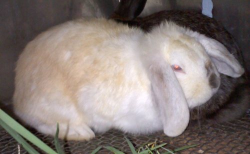 Cotton