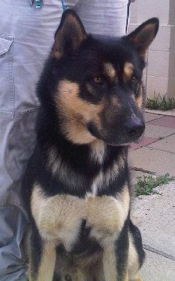 Amigo: ADOPTED