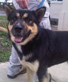 Amigo: ADOPTED