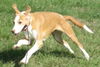 Sweet Pea: To Harmony Rescue