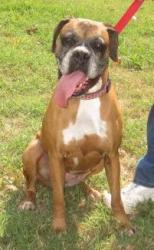 SENIOR DOG**Cheyenne!